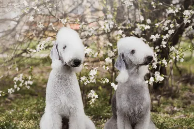 Heksa, Salon fryzjerski dla psów